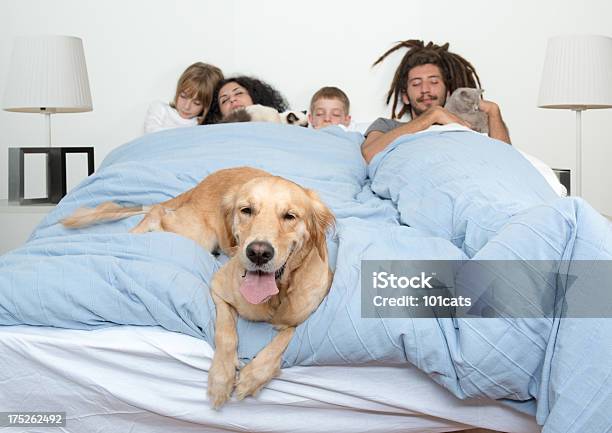 Animais De Estimação E Dono - Fotografias de stock e mais imagens de Cão - Cão, Edredão, Gato domesticado