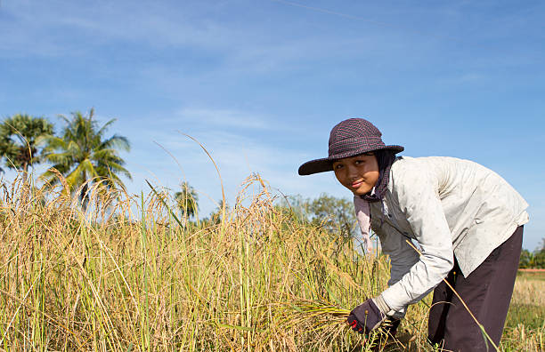 giovane donna raccolta la risaia - developing countries farmer rice paddy asia foto e immagini stock