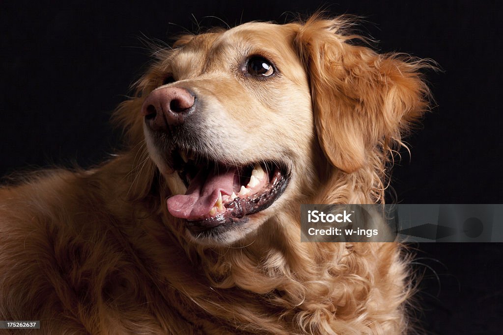 Linda perro labrador dorado - Foto de stock de Alegría libre de derechos