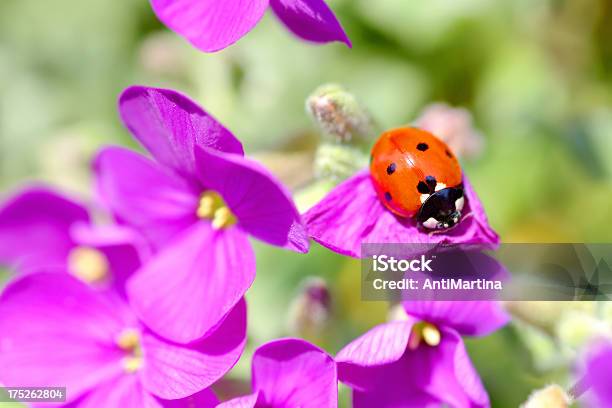 퍼플 플라워 무당벌레 0명에 대한 스톡 사진 및 기타 이미지 - 0명, 꽃-꽃의 구조, 꽃-식물