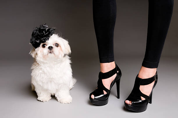 Shih Tzu Poodle Dog Sitting by Stiletto Heels Shih Tzu Poodle Dog Sitting on Gray Background by Woman's Legs in Stiletto Heels shitzu looking at camera white glamour stock pictures, royalty-free photos & images