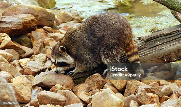 Photo libre de droit de Recherche De Raton Laveur Entre Les Rochers banque d'images et plus d'images libres de droit de Animaux à l'état sauvage - Animaux à l'état sauvage, Chercher, Chercher de la nourriture