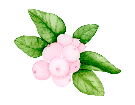 Branch with snow berries. Watercolor illustration of pink berries. Ornamental and medicinal plant Snowberry.