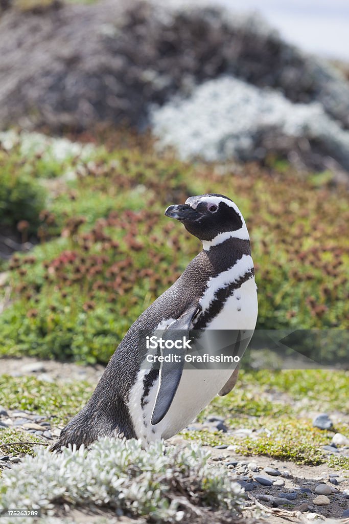 Chili Punta Arenas Magellanic Penguin - Photo de Animal vertébré libre de droits