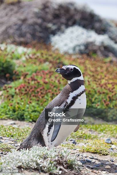 Photo libre de droit de Chili Punta Arenas Magellanic Penguin banque d'images et plus d'images libres de droit de Animal vertébré - Animal vertébré, Animaux à l'état sauvage, Chili