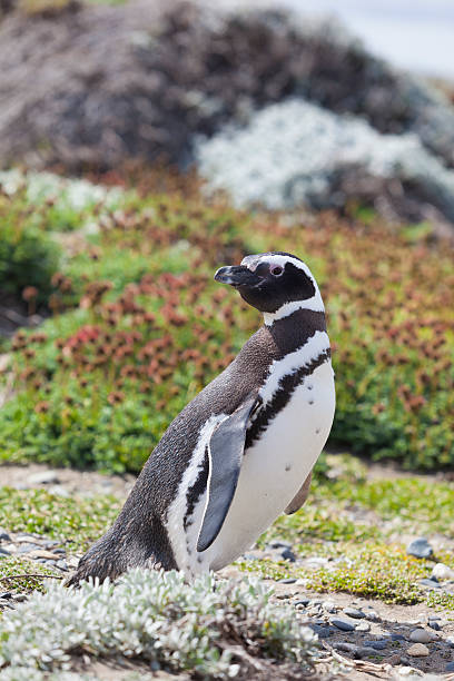 istock Chile Punta Arenas Magellanic Penguin 175263289