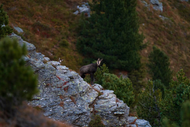 istock Chamois in light snowfall in the Austrian Alps 1752633911