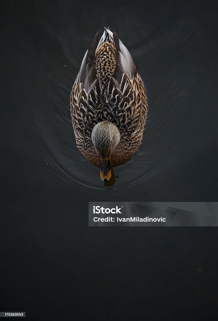 Anatra da sopra - Foto stock royalty-free di Anatra - Uccello acquatico