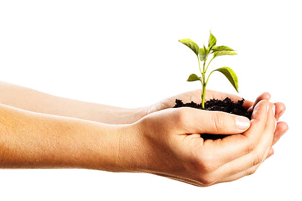 istock Female hands hold out a tiny seedling nestled in earth 175263550