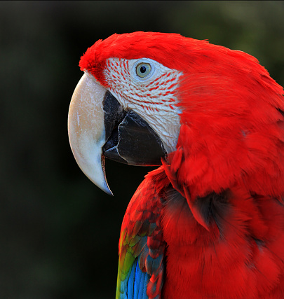 The grey parrot (African grey parrot) on a blurred tropical plants background.