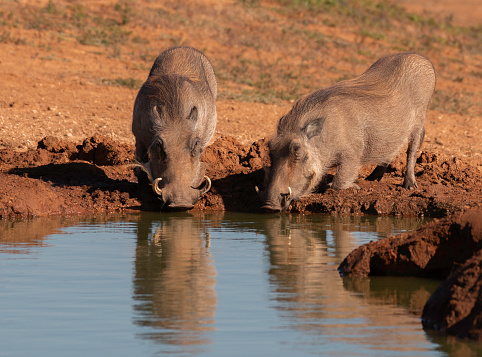 Warthogs drinking at a waterhole. I like the  reflection of them in the water.