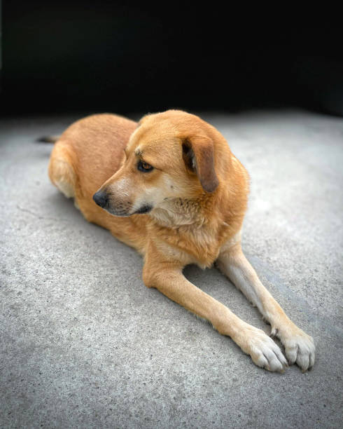 istock Dog sitting on the mat floor 1752637103