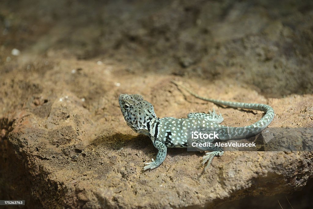 Lagarto de collar - Foto de stock de Aire libre libre de derechos