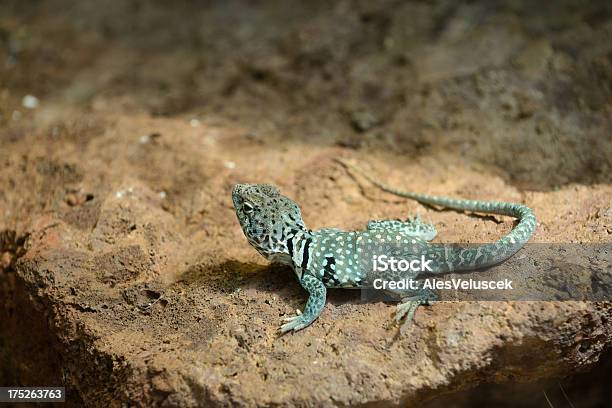 Lagarto De Collar Foto de stock y más banco de imágenes de Aire libre - Aire libre, Animal, Animales salvajes