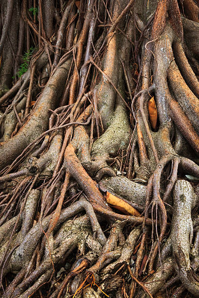 istock tangled banyan tree roots in Kauai Hawaii 175263926