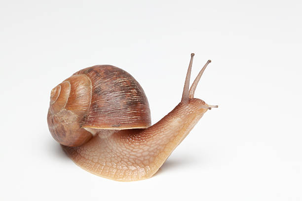 가든달팽이 - snail escargot animal speed 뉴스 사진 이미지