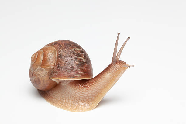 garden snail garden snail on white background. slow motion face stock pictures, royalty-free photos & images