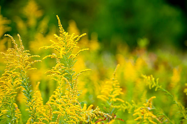 Goldenrod field of goldenrod ragweed stock pictures, royalty-free photos & images