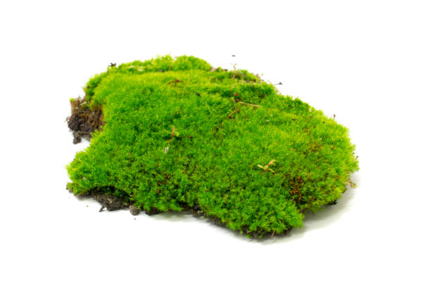 istock green tuft of moss isolated on white background 1752641863