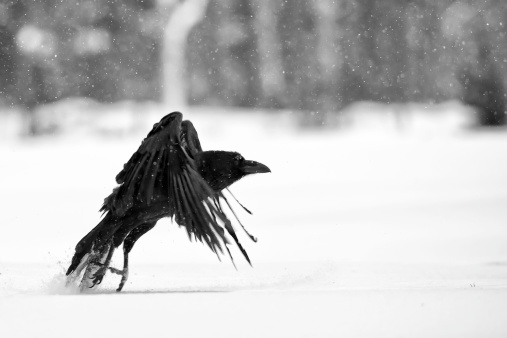 Black Raven flying in the wild. Black and white.