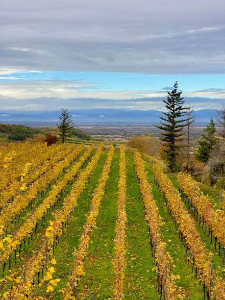 jesienna winnica w kaiserstuhl, niemcy - kaiserstuhl black forest germany autumn zdjęcia i obrazy z banku zdjęć