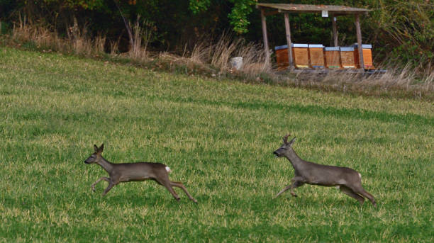 istock Roebuck and roe deer eating in meadow and hiding 1752643701