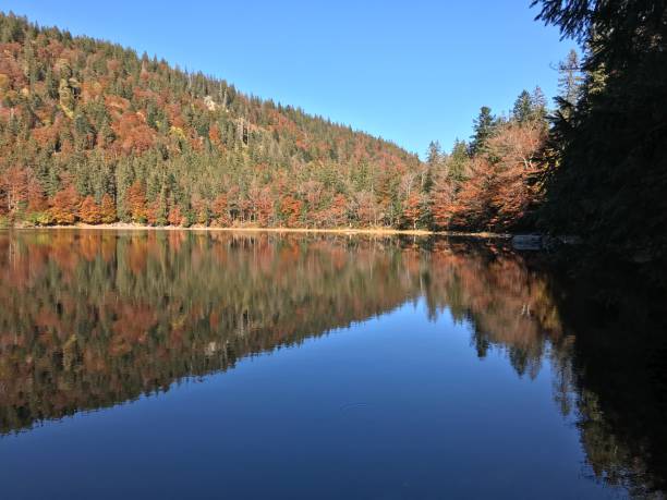Feldsee, reflections of trees in the lake