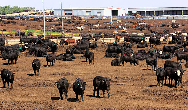 Cattle herd in dry Kansas feedlot A big herd of cattle in a Kansas feedlot. Mostly black cattle with a few brown animals. Focus on the three cattle in the foreground staring at photographer. Horizontal format. cattle pen stock pictures, royalty-free photos & images