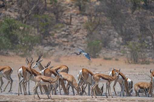 Springbok gazelles and herons in Namibia, Africa