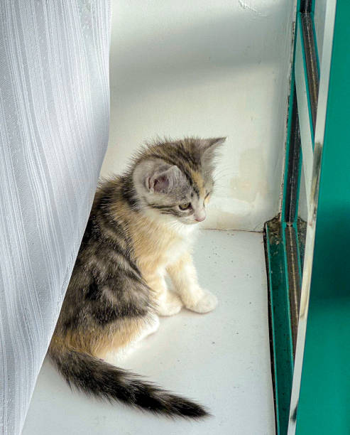 istock The cat sitting on the floor on a summer day 1752646004