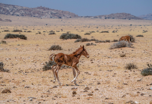 Desert horse in Garub, Namibia