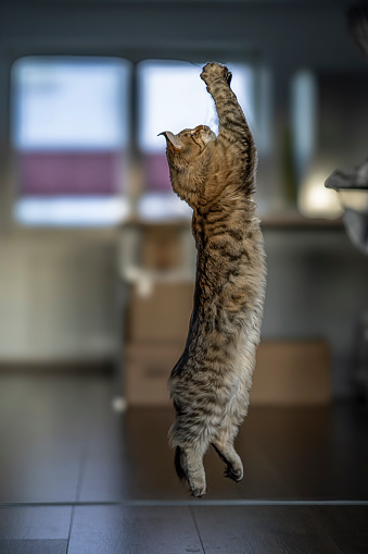 Maine Coon cat jumps while hunting