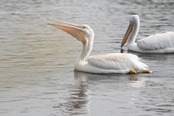 istock Wildlife at the coastal estuary. 1752650017