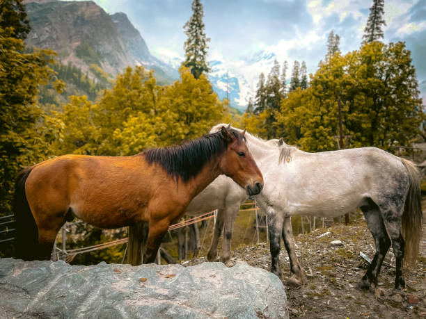istock Two brown and white horses on the hill 1752651735