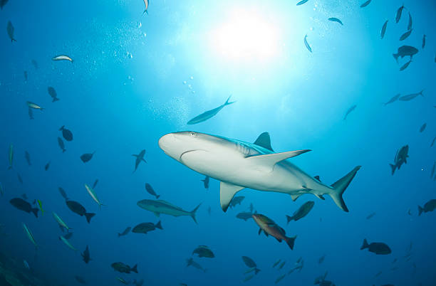 istock shark and fishes from beneath 175265191