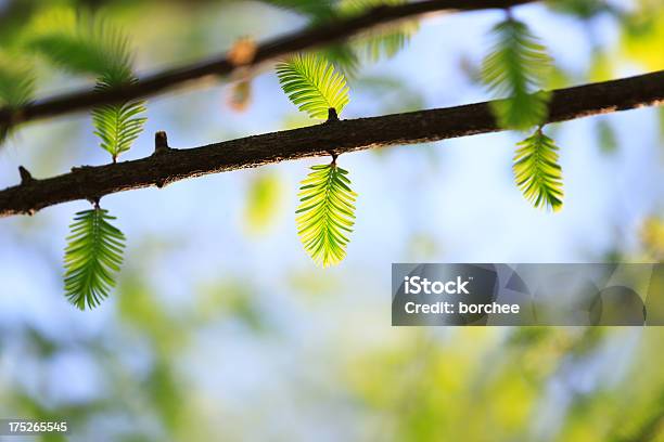 Metasequoia Foto de stock y más banco de imágenes de Aguja - Parte de planta - Aguja - Parte de planta, Aire libre, Azul