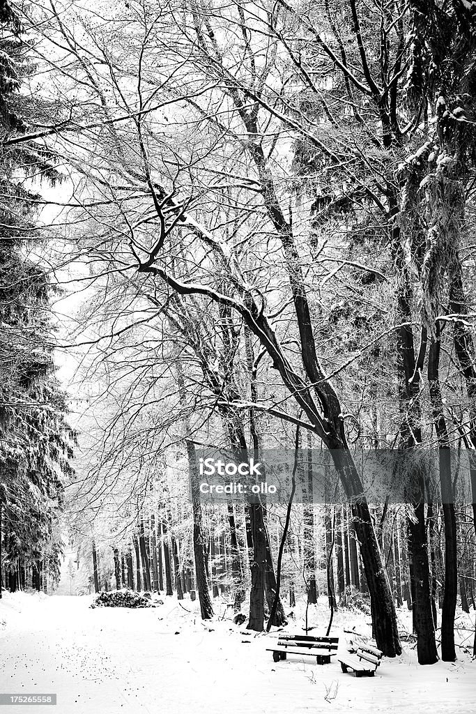 Drzewa pokryte śniegiem w lesie - Zbiór zdjęć royalty-free (Bez ludzi)