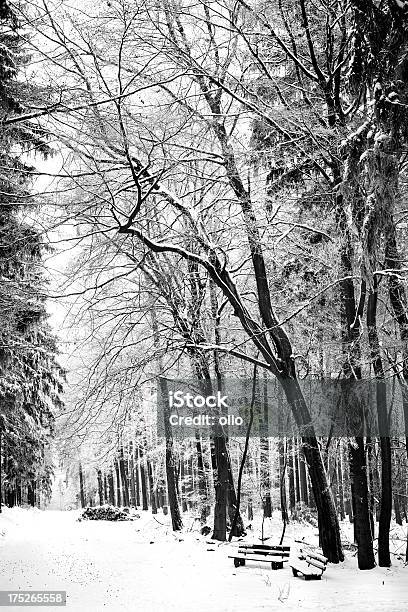 Drzewa Pokryte Śniegiem W Lesie - zdjęcia stockowe i więcej obrazów Bez ludzi - Bez ludzi, Chłodny, Czarno biały