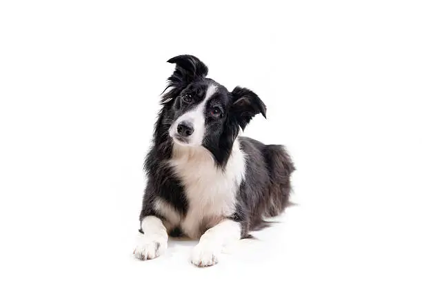 Photo of Black and white dog with head tilted