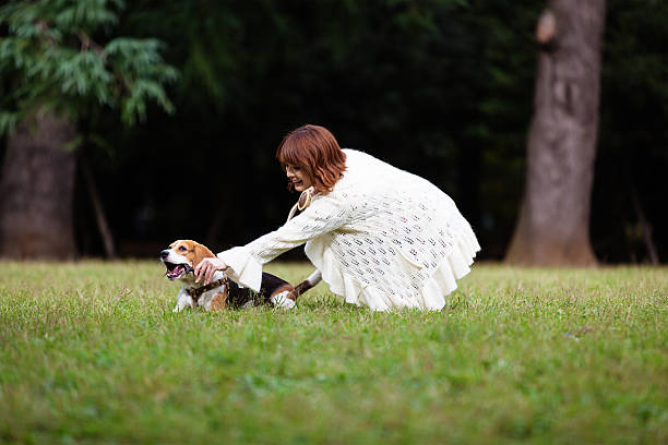 The beagle is a breed of small scent hound, similar in appearance to the much larger foxhound. The beagle was developed primarily for hunting hare, known as beagling.