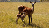 Red Deer hind and fawn, farmed in Nelson,New Zealand