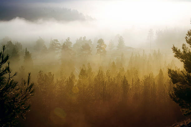 paysage brumeux - great smoky mountains flash photos et images de collection