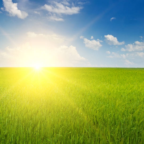 istock A green wheat field and sunrise. 1752663048
