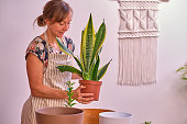 Mid adult woman replanting her houseplants at home. Taking plant out of the old pot. Sustainable lifestyle concept and ESG concept.