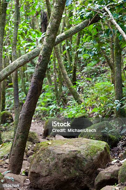 Muddy Trail Through Rainforest Kauai Stock Photo - Download Image Now - Boulder - Rock, Color Image, Day