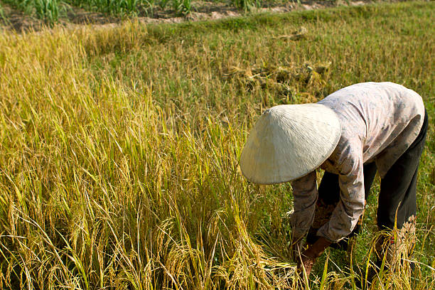 curado de forma mulher com chapéu de palha colher o arroz - developing countries farmer rice paddy asia imagens e fotografias de stock