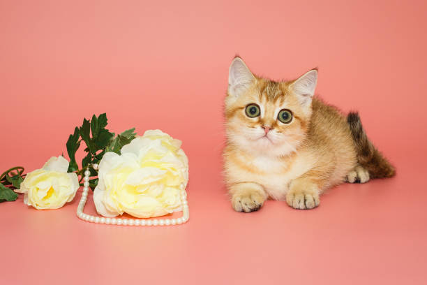 istock Small, funny Scottish kitten and a white flower with pearls 1752677393