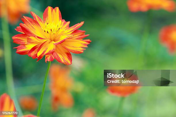 Cosmea - Fotografie stock e altre immagini di Aiuola - Aiuola, Ambientazione esterna, Arancione