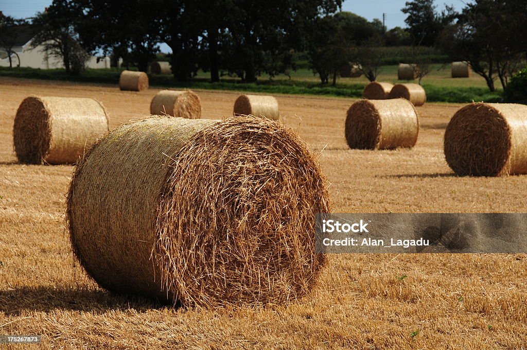 Hay bales, Nueva Jersey. - Foto de stock de Agricultura libre de derechos