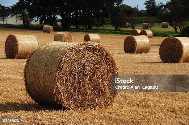 Hay Bales Jersey - Fotografie stock e altre immagini di Agricoltura - Agricoltura, Ambientazione esterna, Autunno